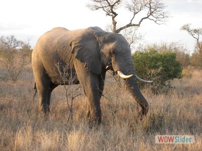 Parc Kruger